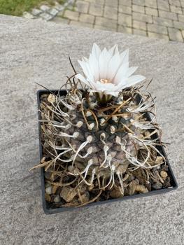 Turbinicarpus los chilares